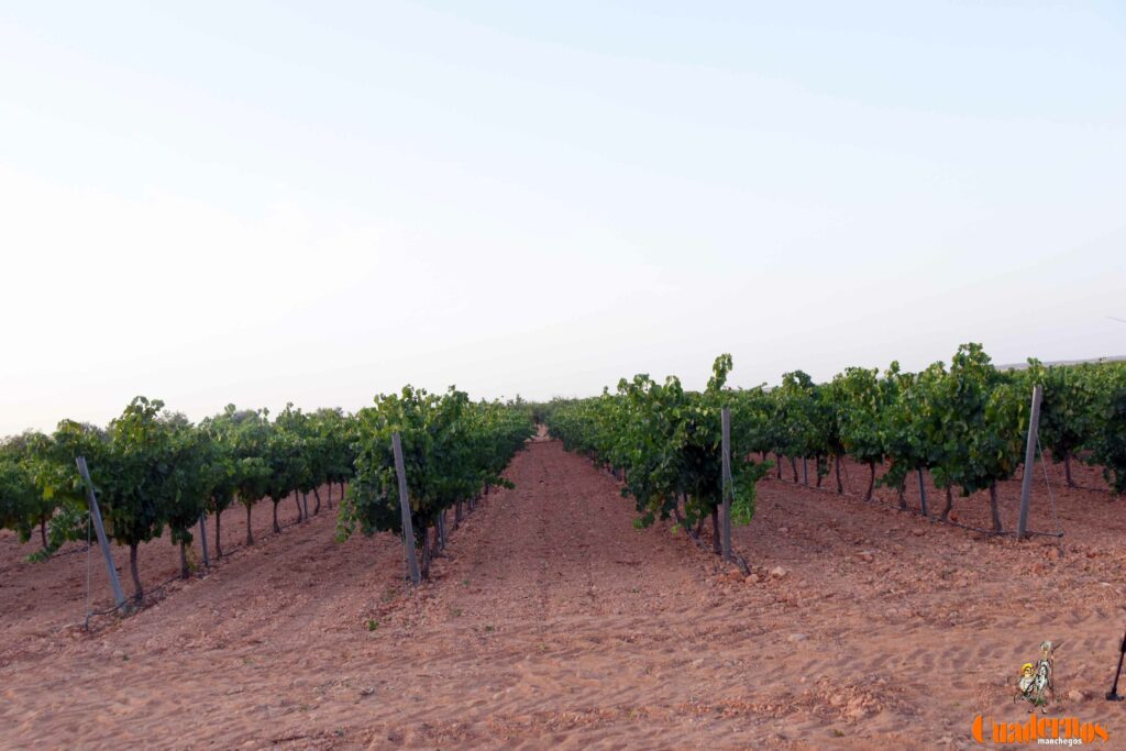 arranca vendimia vinicola tomelloso 11