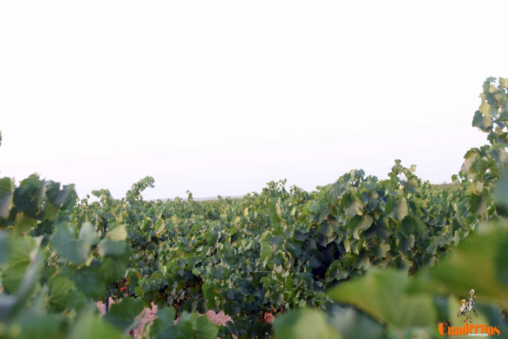 arranca vendimia vinicola tomelloso 12
