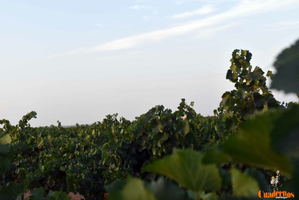 arranca vendimia vinicola tomelloso 13