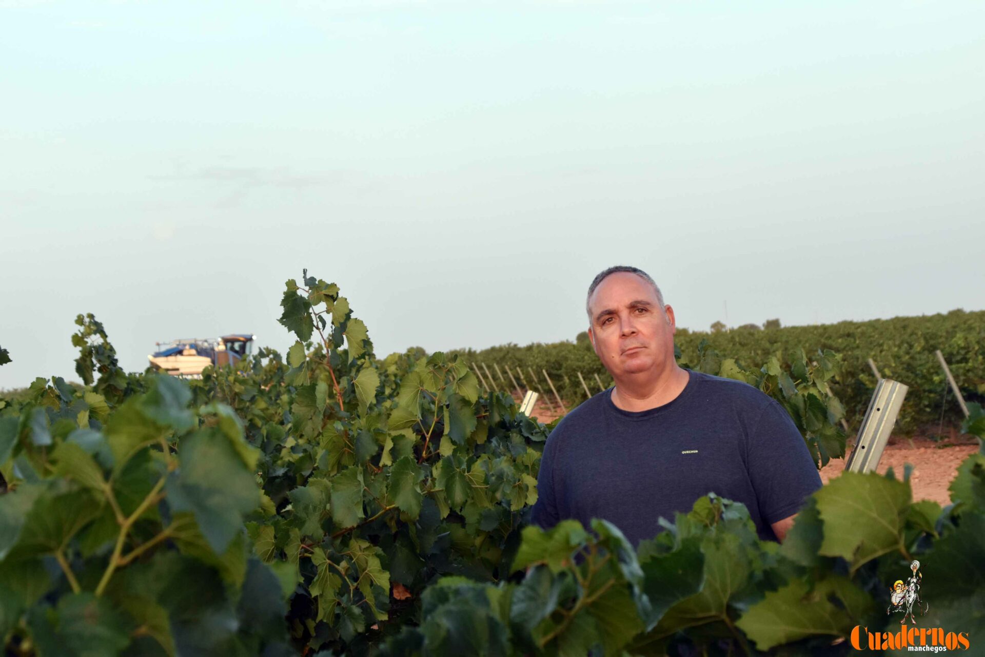 La vendimia arranca en Vinícola de Tomelloso con la recogida de las primeras uvas