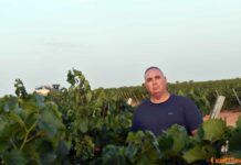 La vendimia arranca en Vinícola de Tomelloso con la recogida de las primeras uvas