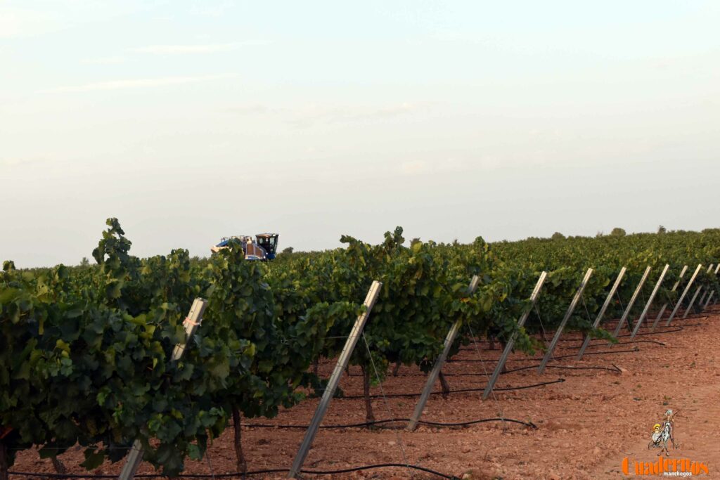 arranca vendimia vinicola tomelloso 15
