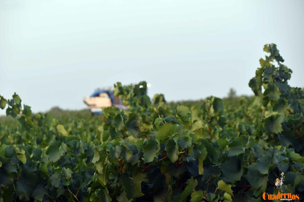 arranca vendimia vinicola tomelloso 16
