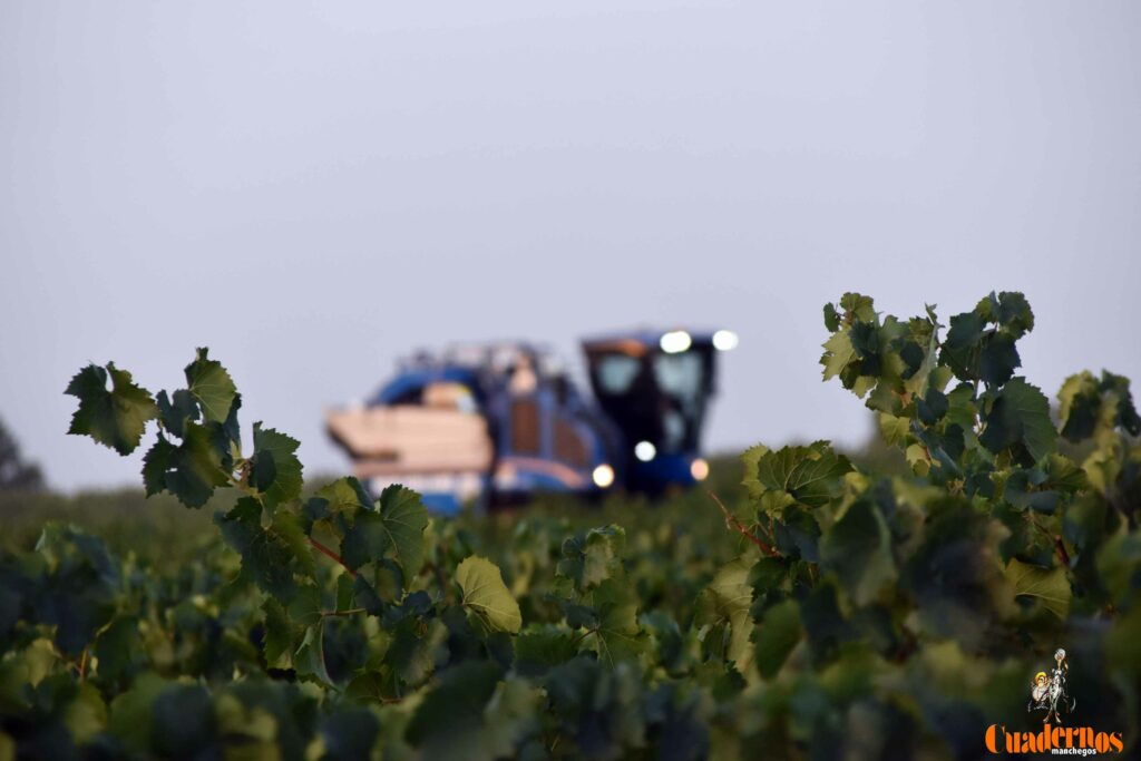 arranca vendimia vinicola tomelloso 17