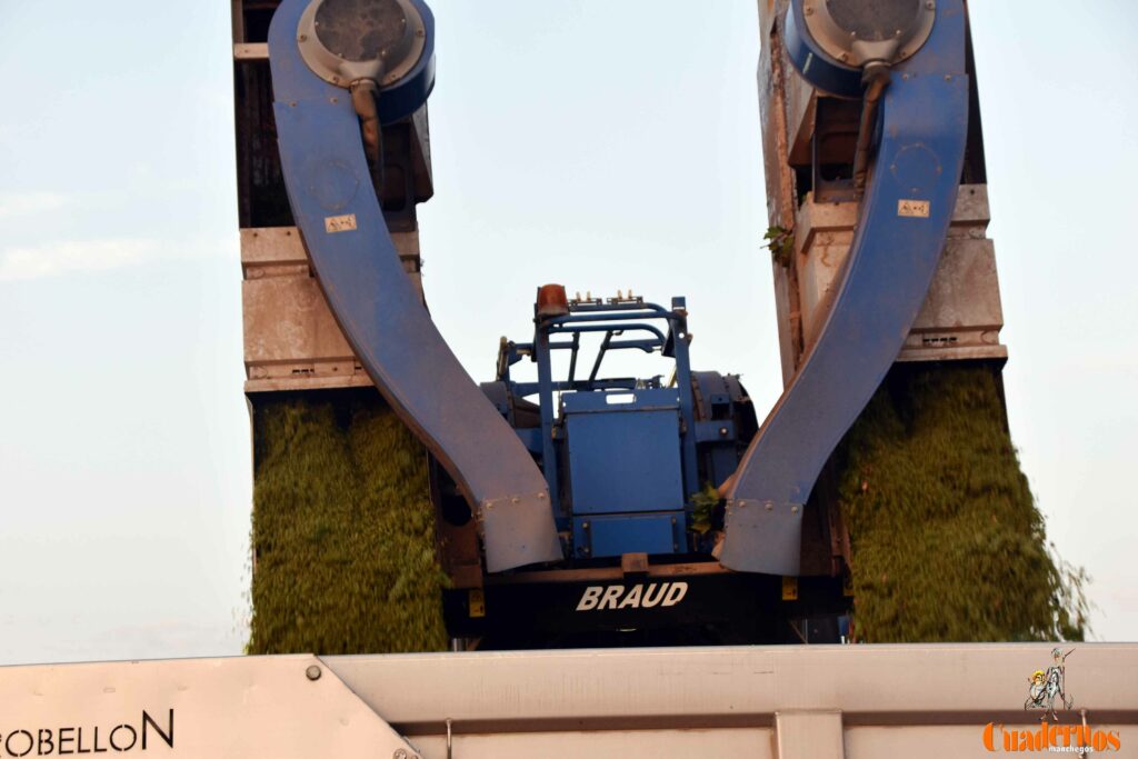 arranca vendimia vinicola tomelloso 19