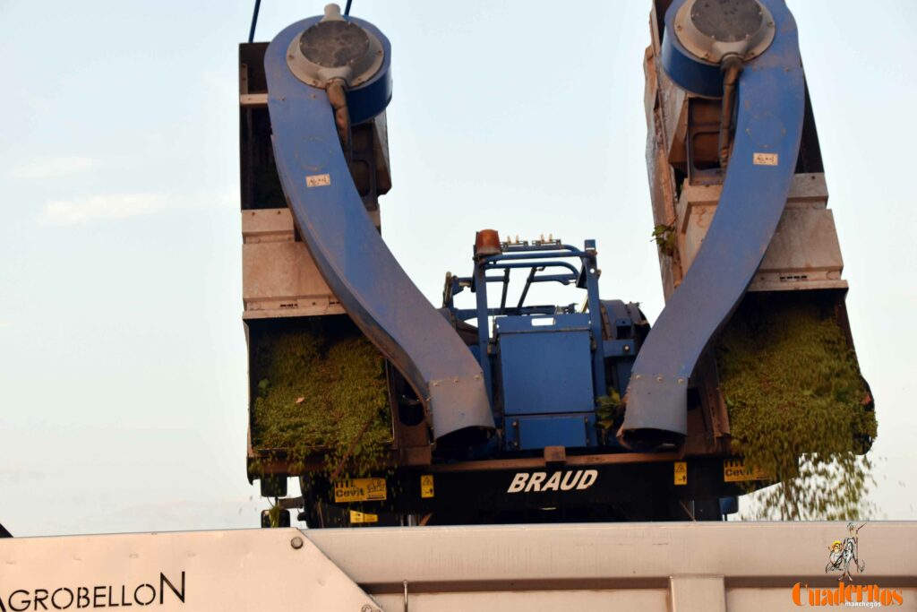 arranca vendimia vinicola tomelloso 22