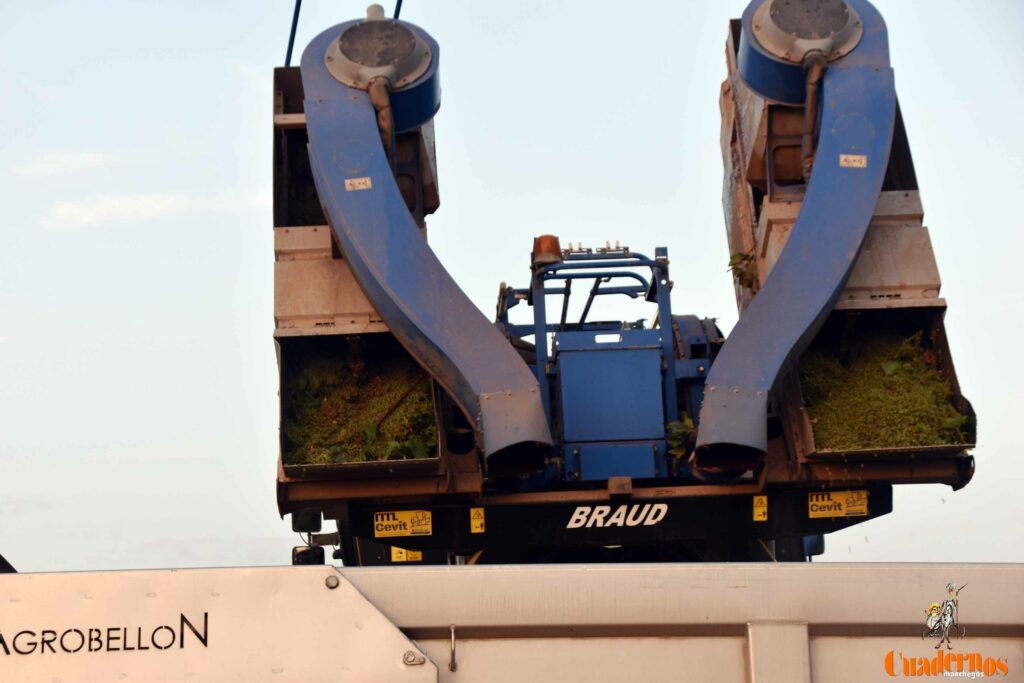 arranca vendimia vinicola tomelloso 23