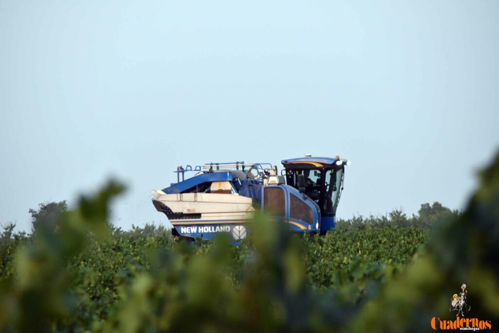 arranca vendimia vinicola tomelloso 27
