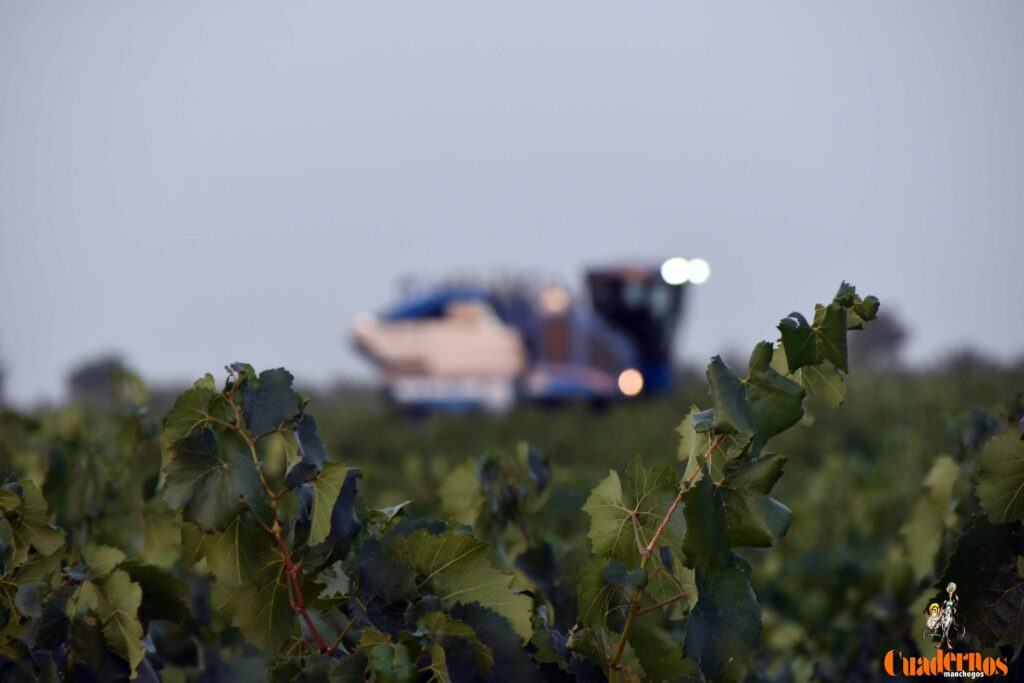 arranca vendimia vinicola tomelloso 28