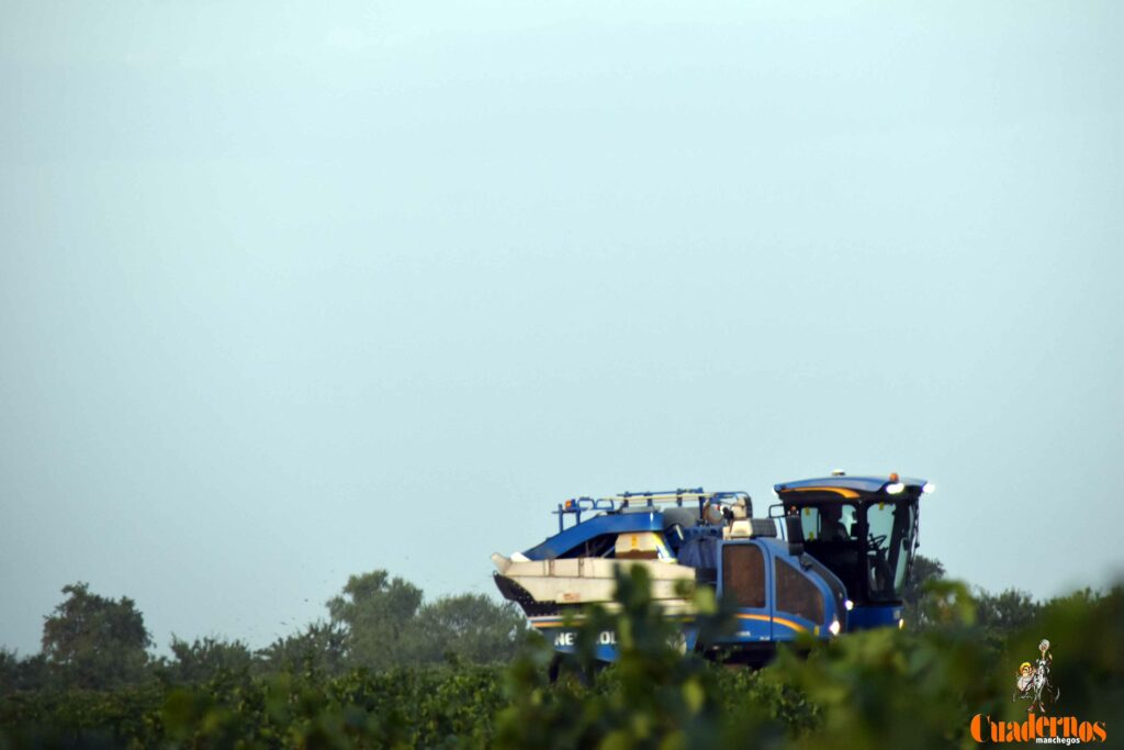 arranca vendimia vinicola tomelloso 29