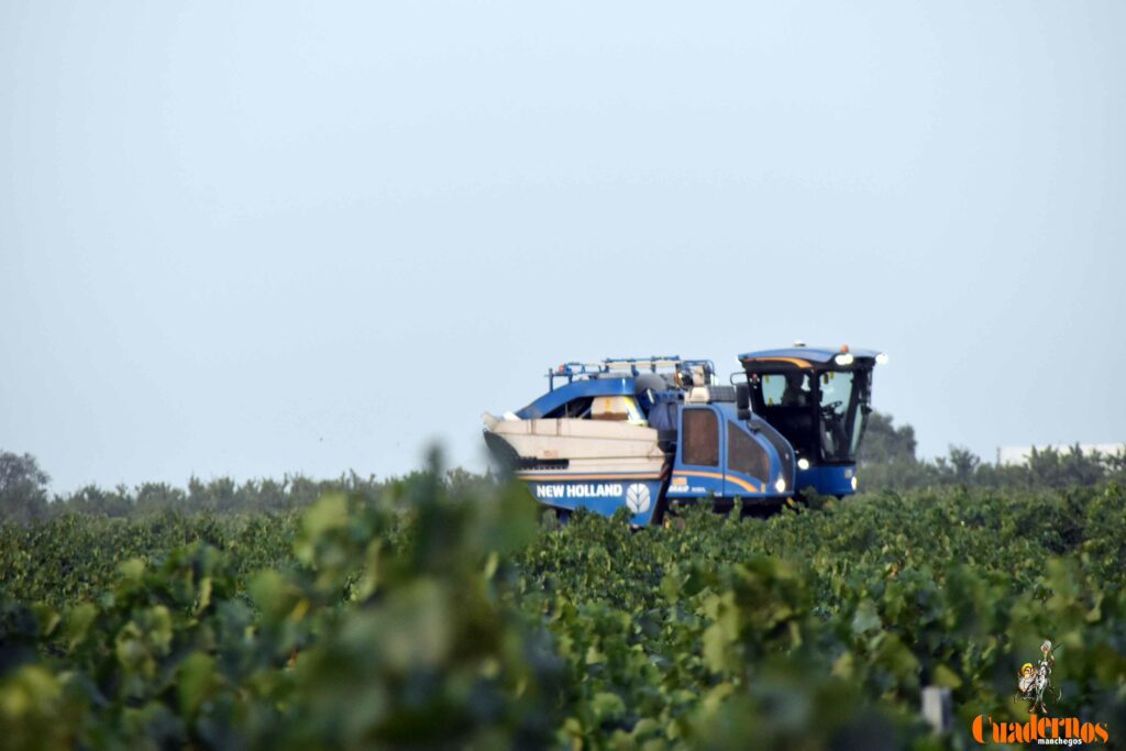 arranca vendimia vinicola tomelloso 30