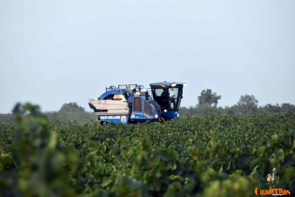 arranca vendimia vinicola tomelloso 31