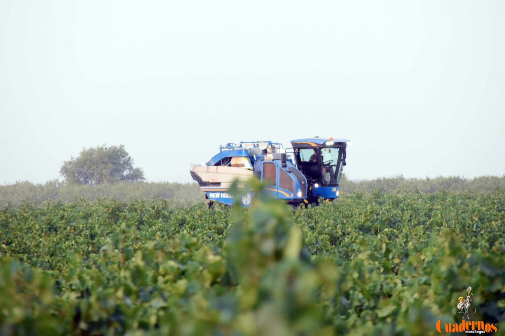 arranca vendimia vinicola tomelloso 32