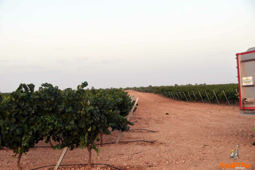 arranca vendimia vinicola tomelloso 33
