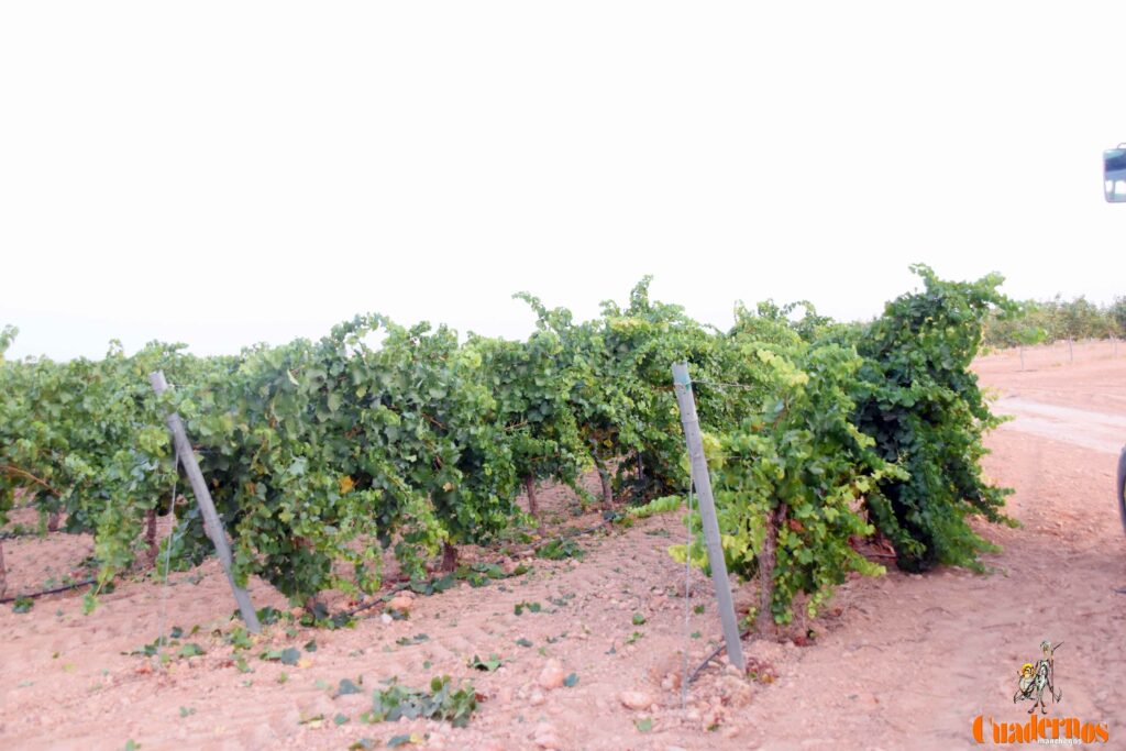 arranca vendimia vinicola tomelloso 34