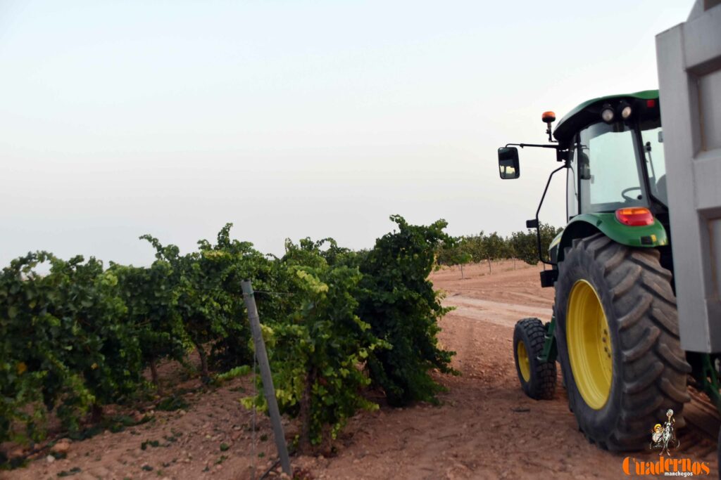 arranca vendimia vinicola tomelloso 35