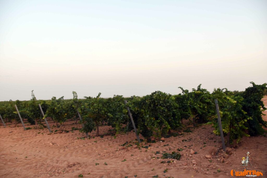 arranca vendimia vinicola tomelloso 36