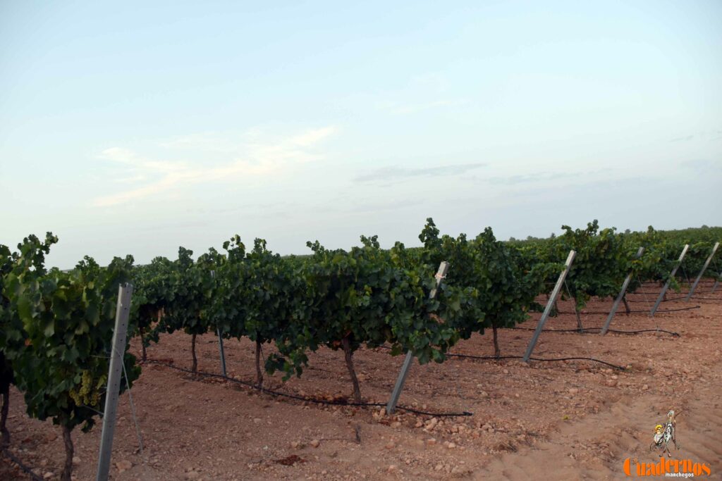 arranca vendimia vinicola tomelloso 37