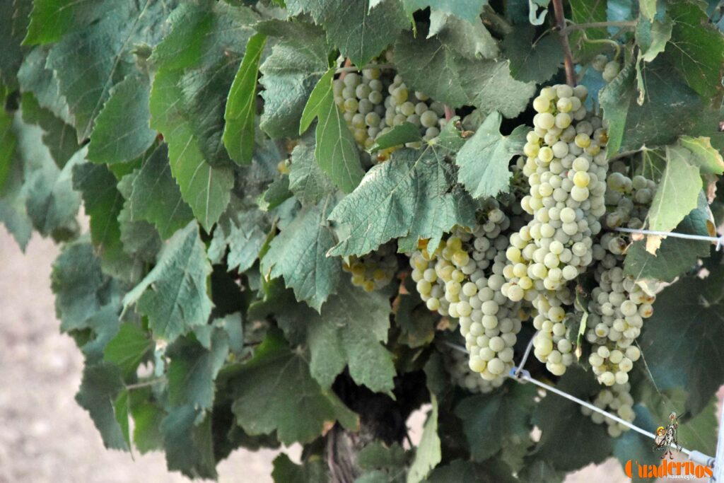 arranca vendimia vinicola tomelloso 38