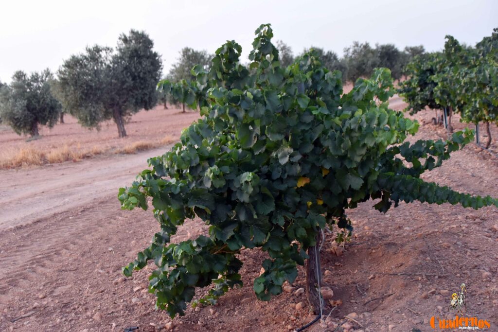 arranca vendimia vinicola tomelloso 39