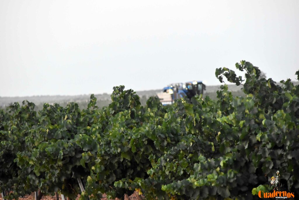 arranca vendimia vinicola tomelloso 41