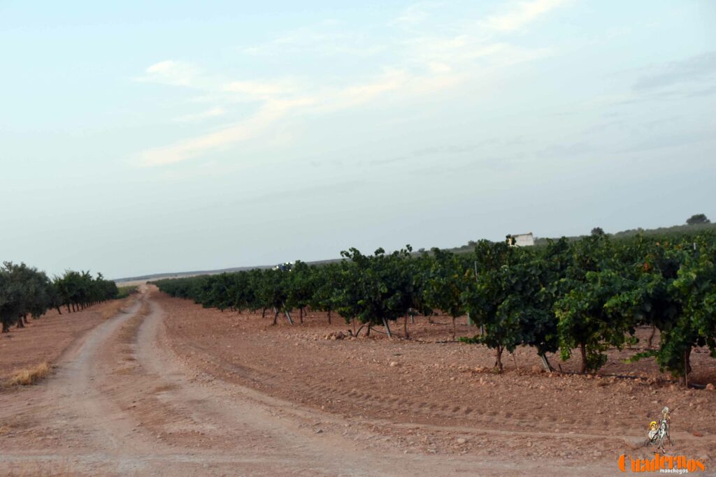 arranca vendimia vinicola tomelloso 42