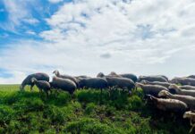 ASAJA CLM pide más ayudas y más vacunas para hacer frente a la lengua azul