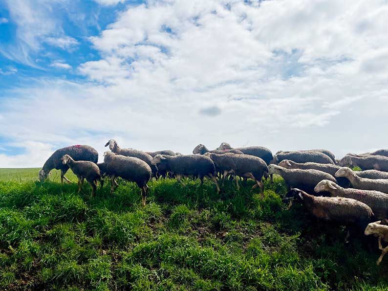 ASAJA CLM pide más ayudas y más vacunas para hacer frente a la lengua azul