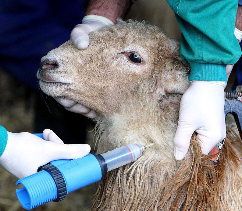 ASAJA Ciudad Real exige a las Administraciones públicas medidas urgentes para paliar los graves daños de la lengua azul