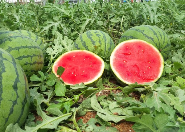 ASAJA denuncia los precios ruinosos del melón y la sandía que no cubren los costes de producción