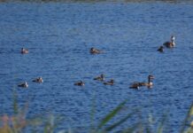 Mejora la situación hídrica de Las Tablas de Daimiel y con un récord histórico de su censo de aves acuáticas