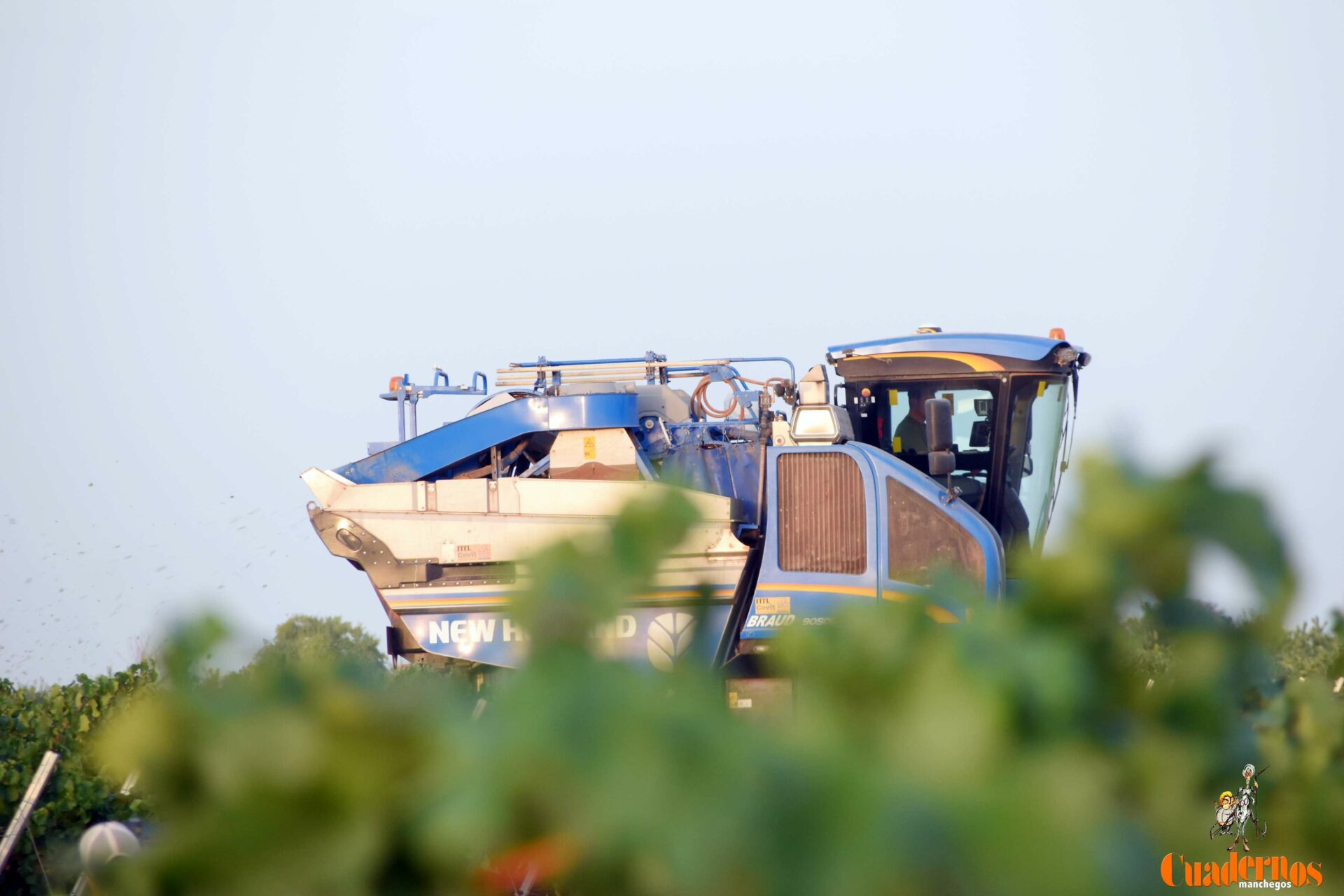 Comienza la vendimia 2025 en DO La Mancha con las primeras variedades blancas