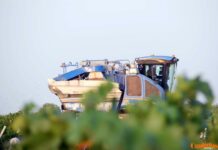 Comienza la vendimia 2025 en DO La Mancha con las primeras variedades blancas