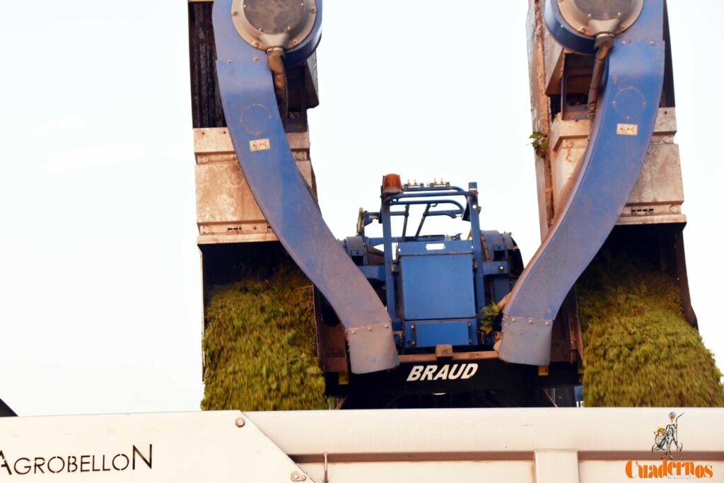 Comienza la vendimia 2025 en DO La Mancha con las primeras variedades blancas