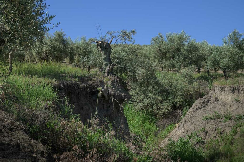 Un equipo del CSIC y de la Universidad de Alicante aborda la complejidad del proceso de la desertificación