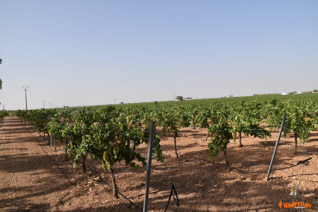 dano pedrisco tomelloso