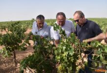 Lizán visita junto al director territorial de AGROSEGURO en CLM una explotación de viñedo en Tomelloso afectada por daños de pedrisco