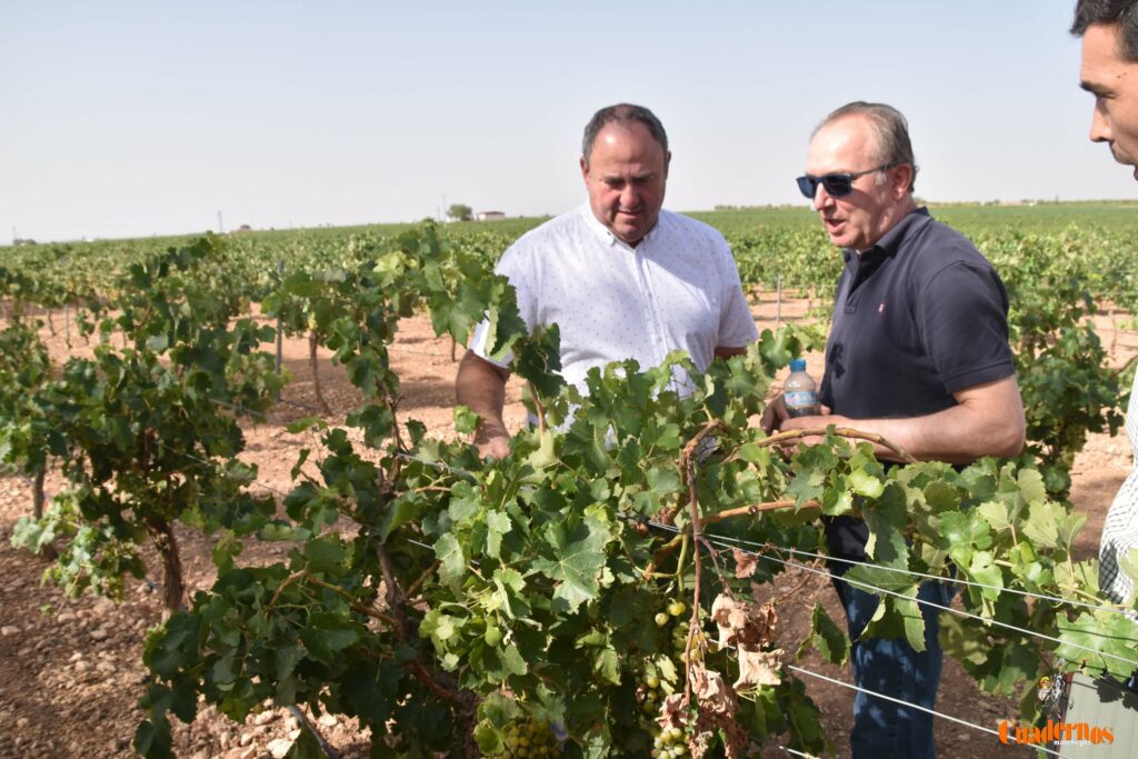 dano pedrisco tomelloso 6