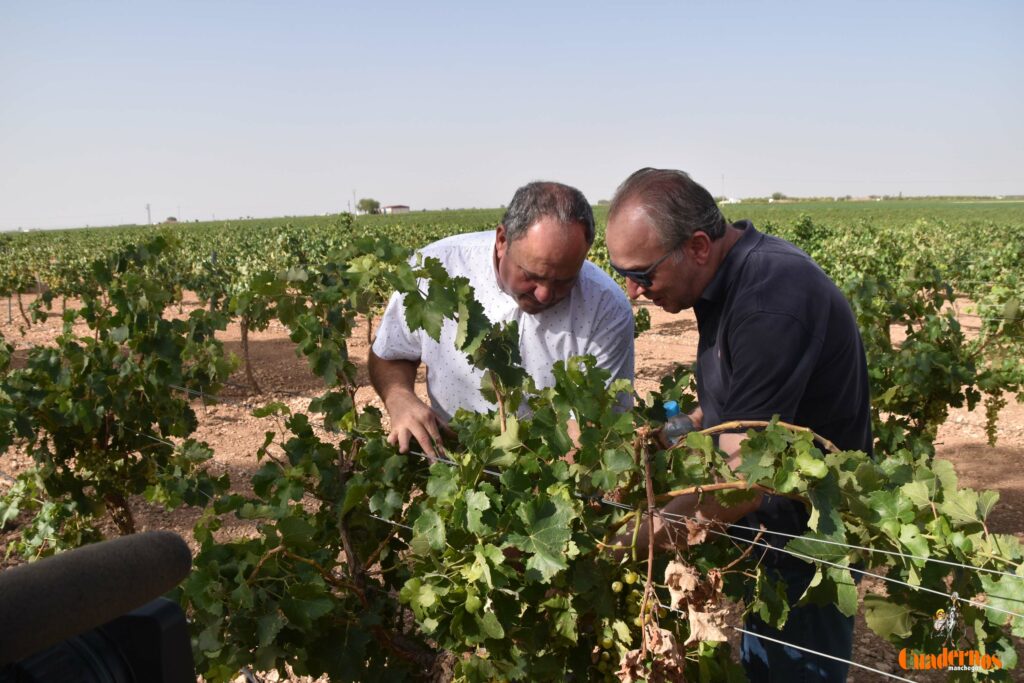 dano pedrisco tomelloso 7