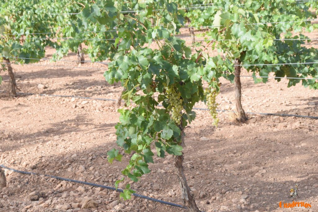 dano pedrisco tomelloso 8