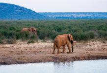 Día mundial del elefante: la omportancia de proteger a una de las especies más majestuosas del Planeta