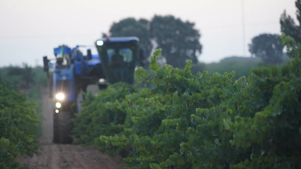 DO La Mancha se prepara para la vendimia 2025