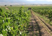 DO La Mancha se prepara para la vendimia 2025