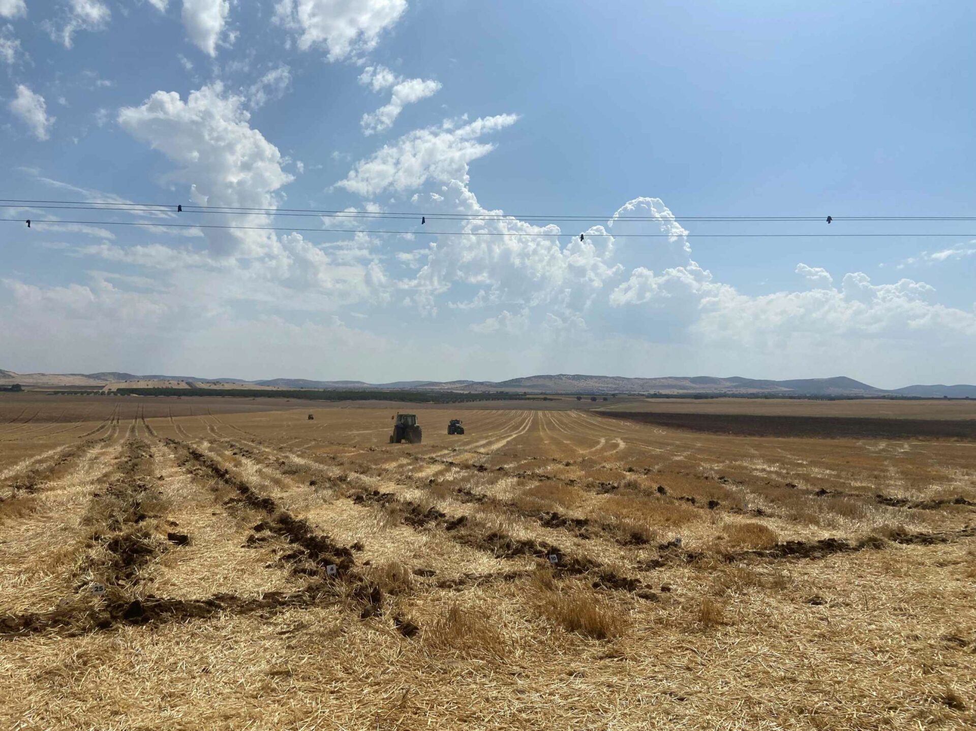Éxito de participación en el concurso de arada celebrado en Calzada de Calatrava