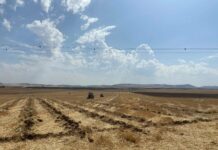 Éxito de participación en el concurso de arada celebrado en Calzada de Calatrava