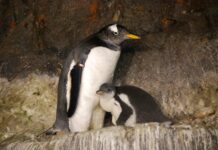 Faunia, el plan perfecto para refrescarse este verano con el 80% de sus pabellones cubiertos y climatizados