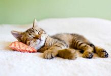 ¡Feliz Día Internacional del Gato! Celebra el 8 de agosto con curiosidades y datos sobre tu felino favorito