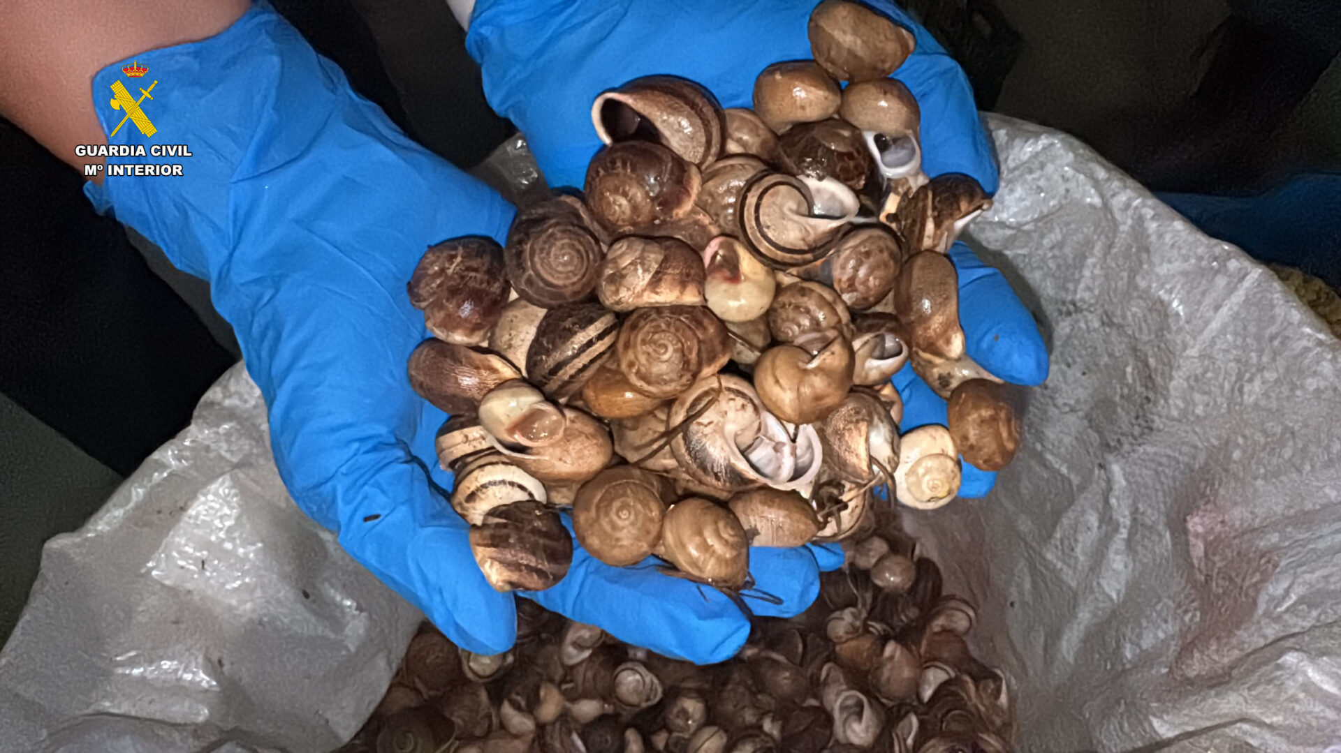 La Guardia Civil intercepta en La Rioja 430 kilos de caracoles y caracolas silvestres destinados a su venta ilegal en Albacete