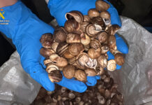 La Guardia Civil intercepta en La Rioja 430 kilos de caracoles y caracolas silvestres destinados a su venta ilegal en Albacete
