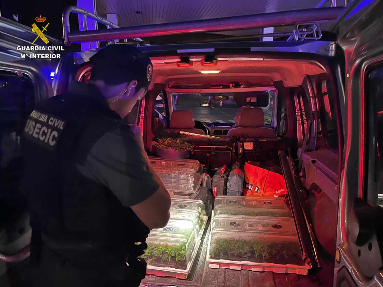 Detenidas dos personas por transportar 400 plantas de marihuana en un vehículo en el Pozo de Guadalajara